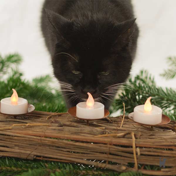 Katze riecht an einer LED-Kerze in einem Adventskranz