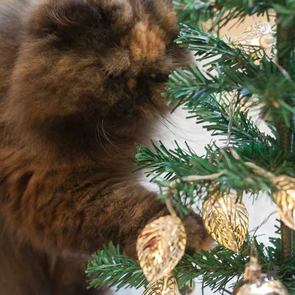 Katze spielt mit Lichterkette in einem Weihnachtsbaum