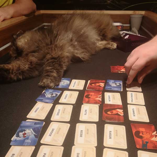 Katze liegt auf Brettspieletisch, Hand greift zu den Spielekarten