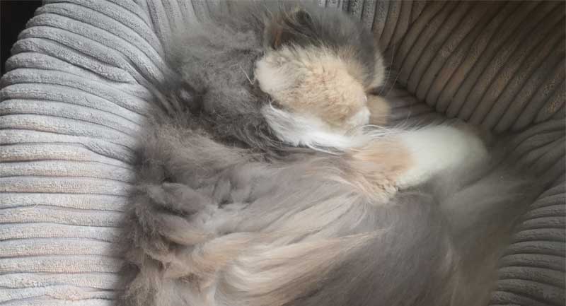 Helle Katze schläft eingekringelt in rundem Bettchen mit Kord-Bezug