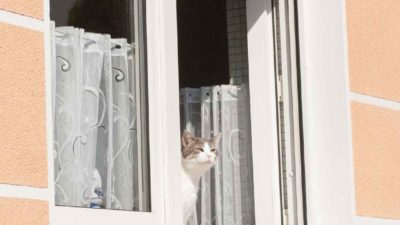 Katze sitzt am offenen, ungesicherten Fenster
