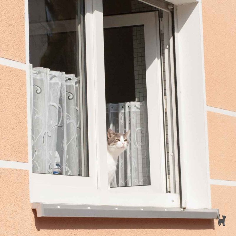 Auch Katzen lieben Sonne und Frische Luft - zu ihrer eigenen Sicherheit sollten Fenster aber gesichert sein