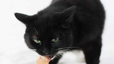 Schwarze Katze trägt ein Stück Rohfleisch im Maul