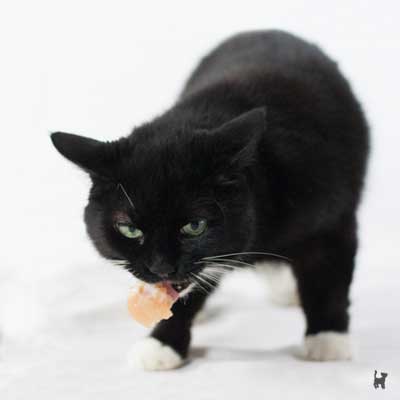 Schwarze Katze trägt ein Stück Rohfleisch im Maul