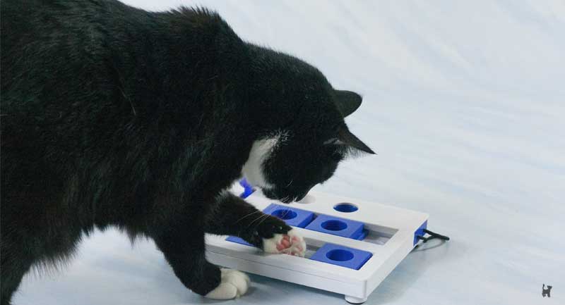 Katze spielt am Intelligenzspielzeug und schiebt eine kleine Schublade