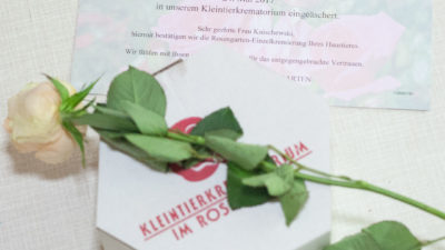 Pappkarton mit der Asche von Kater Muffin, darauf eine gelbe Rose und die Einäschwerungs-Urkunde