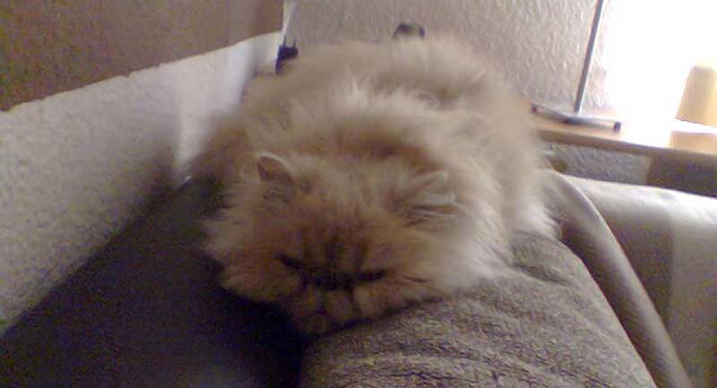 Perser-Mix Kater Teddy liegt langgestreckt auf der Rückenlehne des Sofas