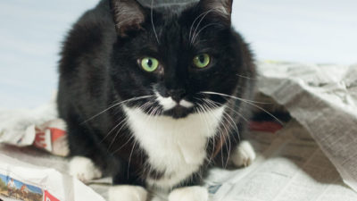 Katze sitzt auf Zeitungsstapel und schut in Kamera