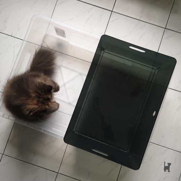 Katze steht in Plastikbox