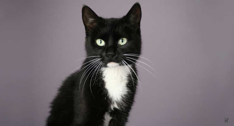 Dünne, schwarz-weiße Katze