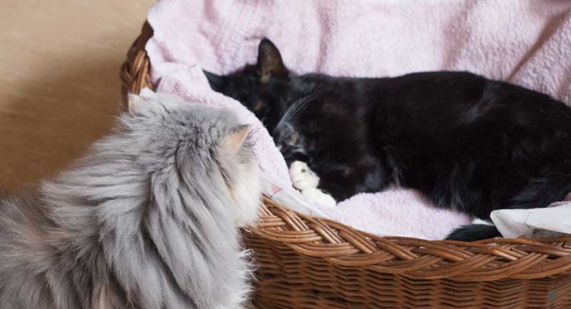 Katze schaut in Katzenkorb, in dem ihre verstorbene Katzenfreundin liegt