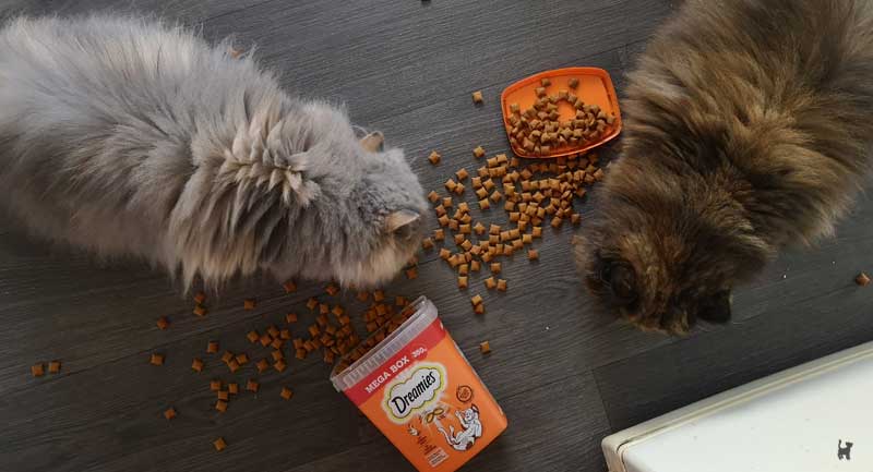 Zwei Katzen fressen gemeinsam heruntergefallene Katzenleckerchen