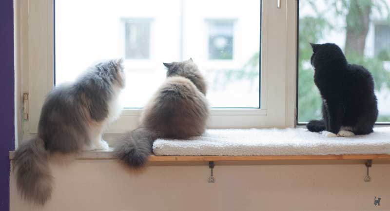 Drei Katzen sitzen nebeneinander auf der Fensterbank