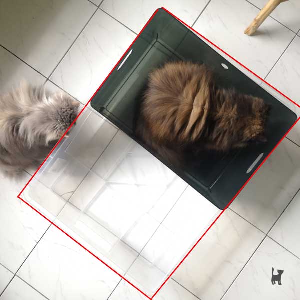 Zwei Katzen sitzen rund um zwei Plastikboxen