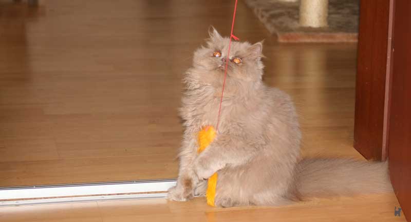 Langhaariges graues Kitten spielt mit Spielzeug am Gummiband