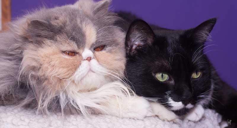 Katzen kuscheln miteinander Kopf an Kopf