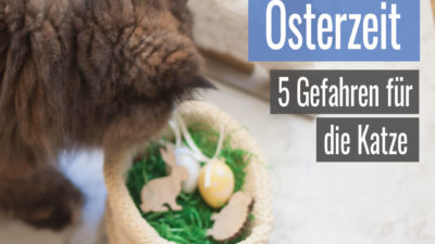 Vorsicht in der Osterzeit: Diese 5 Dinge sind für deine Katze gefährlich