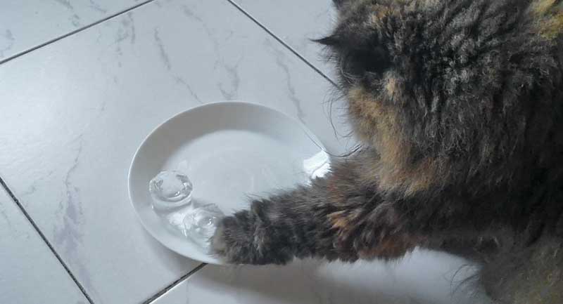 Katze spiel mit Eiswürfeln, die auf einem flachen weißen Teller liegen