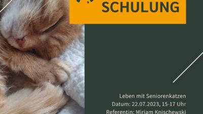 Jetzt anmelden: Online-Schulung "Leben mit Seniorenkatzen"