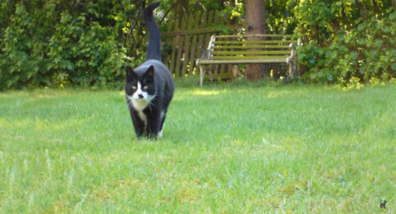 Schwarz-weiße Katze läuft im Gras
