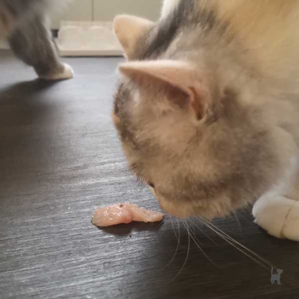 Katze riecht an einem Stück rohen Putenfleisch