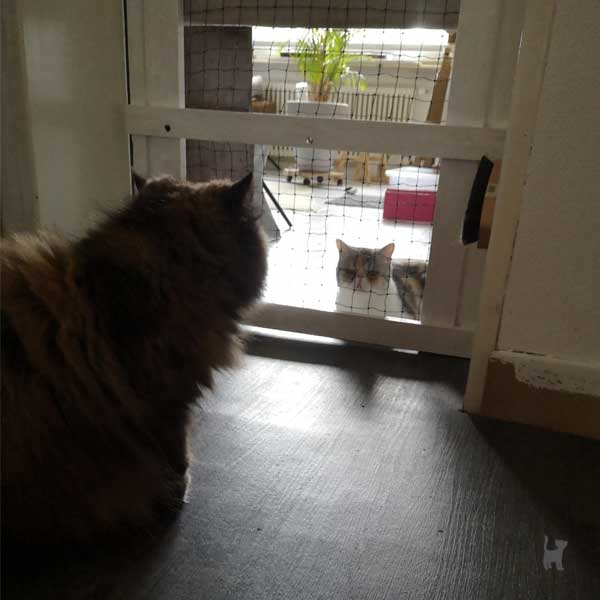 Zwei Katzen sitzen auf gegenüberliegenden Seiten einer Gittertür und schauen sich an