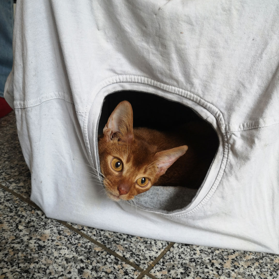 Kitten schaut aus Höhle aus T-Shirt und Karton heraus