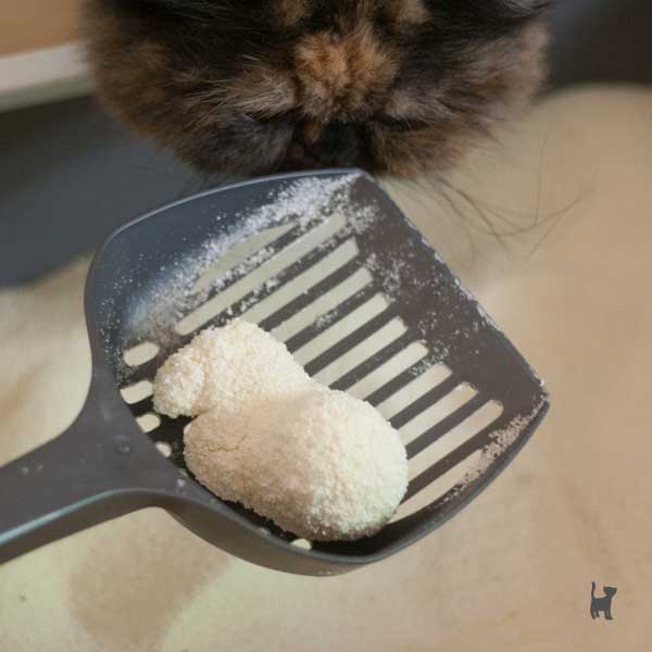 Katze riecht an Streuschaufel mit Katzenstreuklumpen