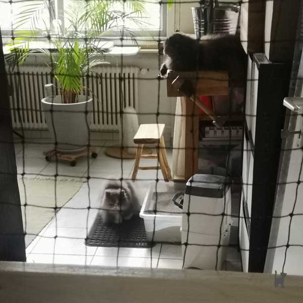 Katzen sitzen hinter der Gittertür