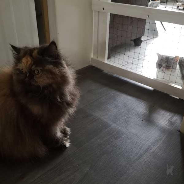 Katzen sitzen auf zwei Seiten der Gittertür