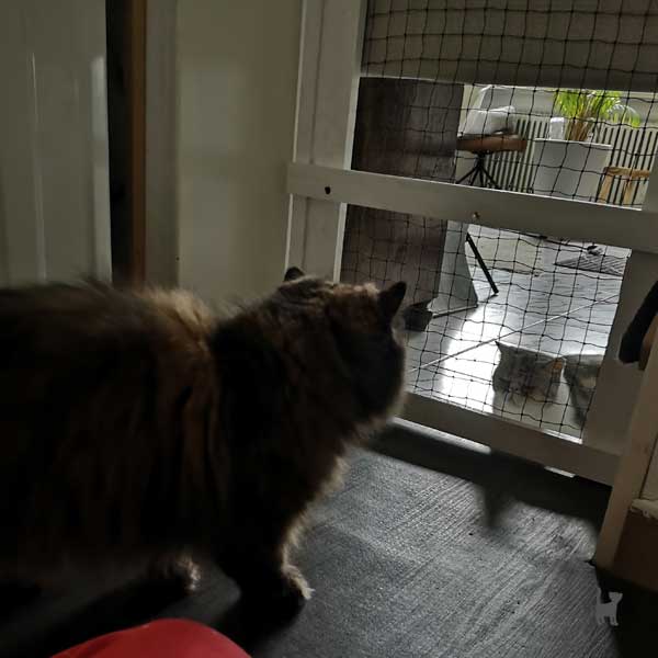 Katze beobachtet andere Katze durch eine Gittertür