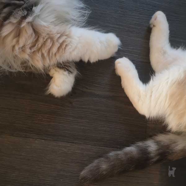 Katzenpfoten zweier Katzen