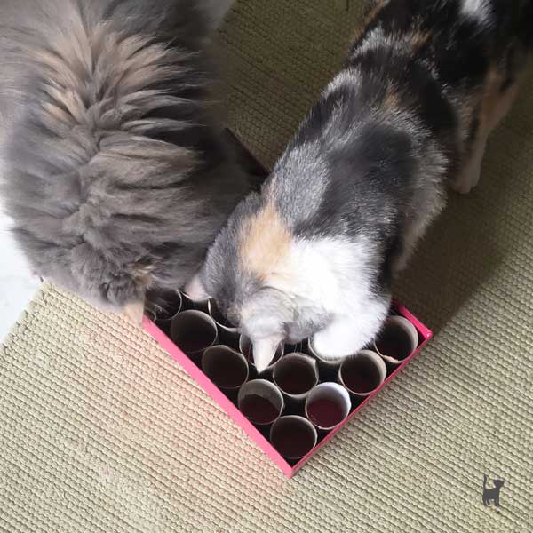 Zwei Katzen spielen gleichzeitig am Schuhkarton mit eingeklebten Papierrollen